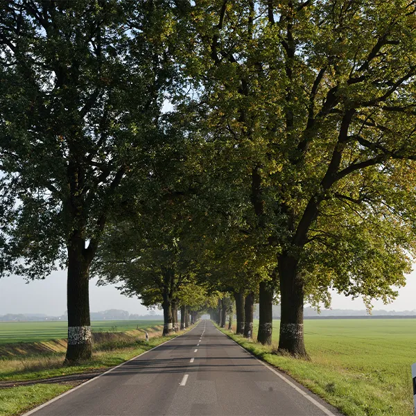 Straßen- und Alleenbäume in Berlin & Brandenburg
