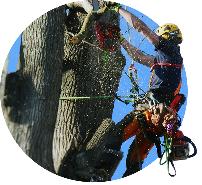 Pörner & Horn Fachbetrieb Baumpflege GmbH, Ihr Fachbetrieb für Baumpflege und Gartenpflege in Berlin und Brandenburg.