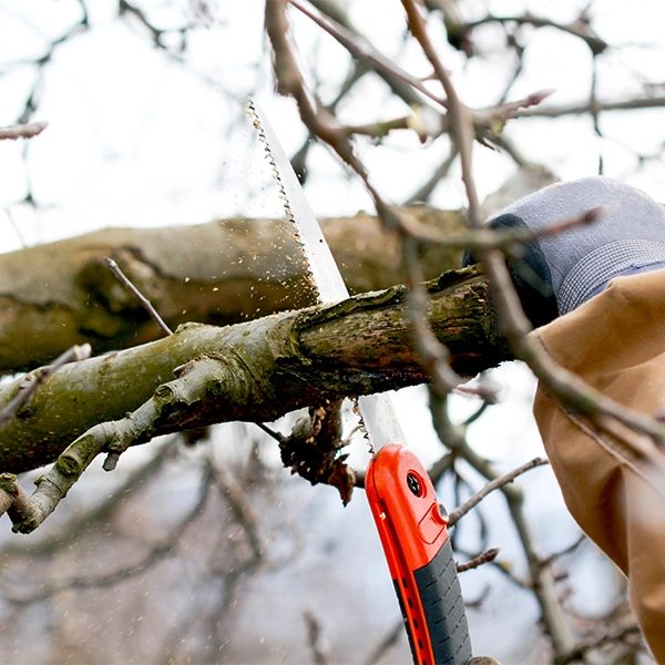 Fachgerechte Obstbaumpflege in Berlin & Brandenburg