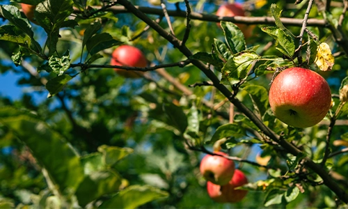 Fachgerechte Obstbaumpflege in Berlin & Brandenburg