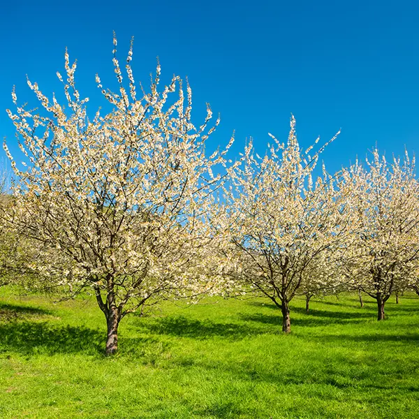 Streuobstwiesen in Berlin & Brandenburg