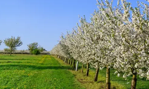 Streuobstwiesen in Berlin & Brandenburg